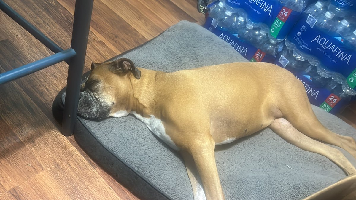 Update: we think I’m on the mend - dads been taking me on short walks to make me move my back legs - eating a little more and mostly resting.