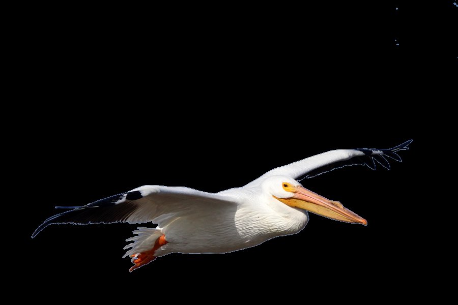 TerminalPixel's tweet photo. In case you needed it today, here's a picture of a pelican https://t.co/VCU7VIdNT6