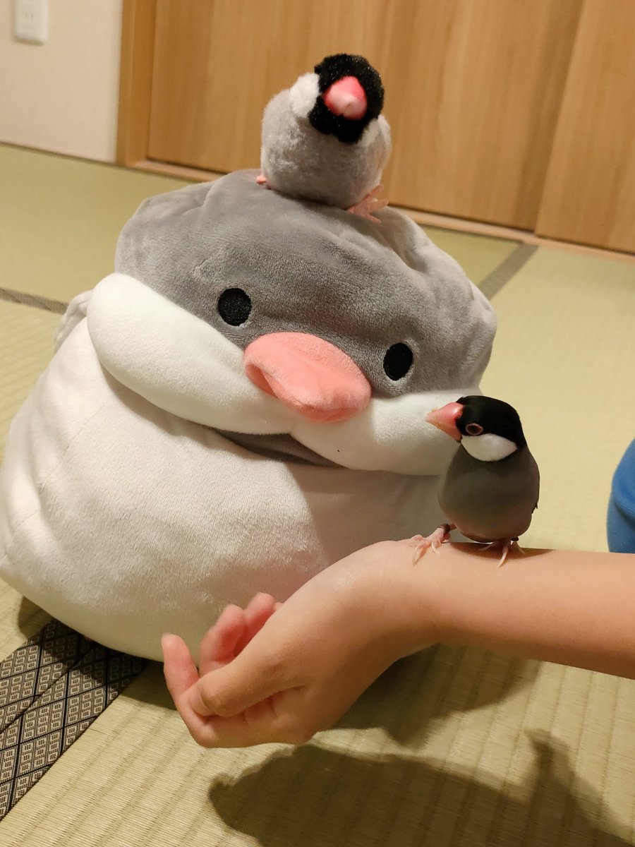 amz_maruo71's tweet photo. 我が家のぶんちょさん https://t.co/tZmhYzUnJj