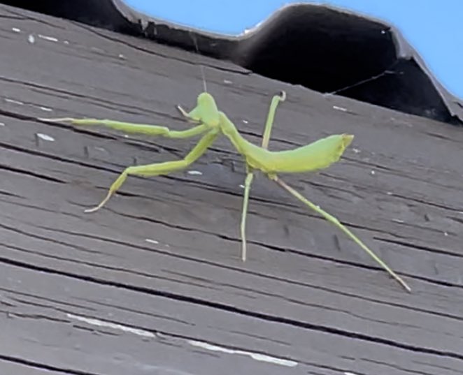 jbunaye's tweet photo. At least I made basically best friends with a fuckin praying mantis. Whom I call SPOCK. 
Everyone. Meet my insect baby. https://t.co/sPb0BoDKIS