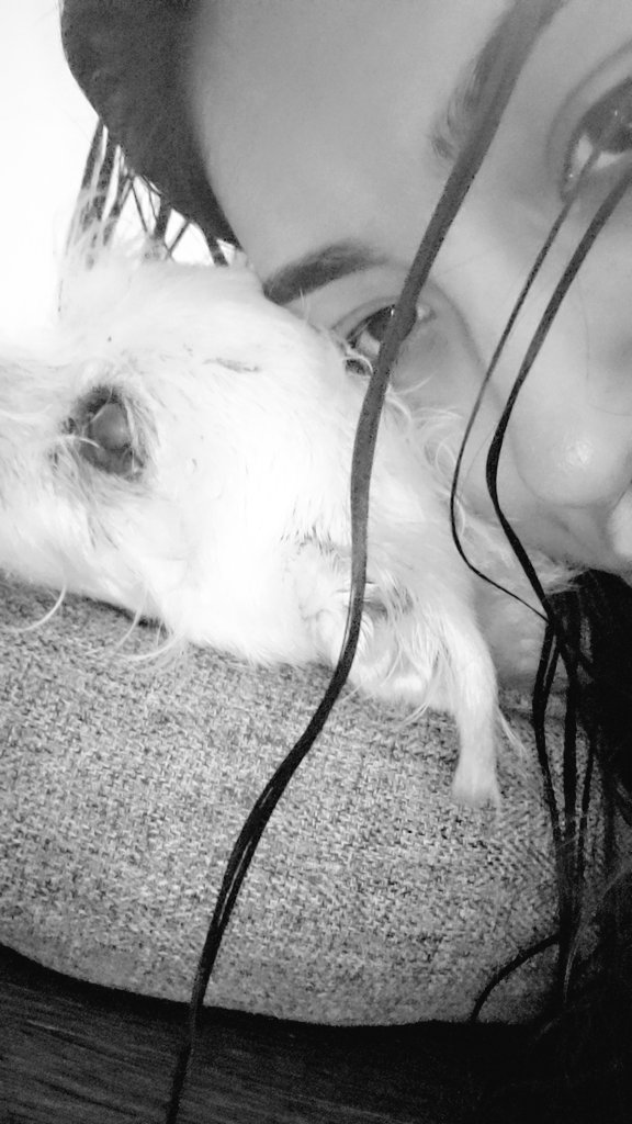 aure2494's tweet photo. I really do hope all dogs go to heaven!! #RIPBooBoo π€ https://t.co/PgpiK34qBZ