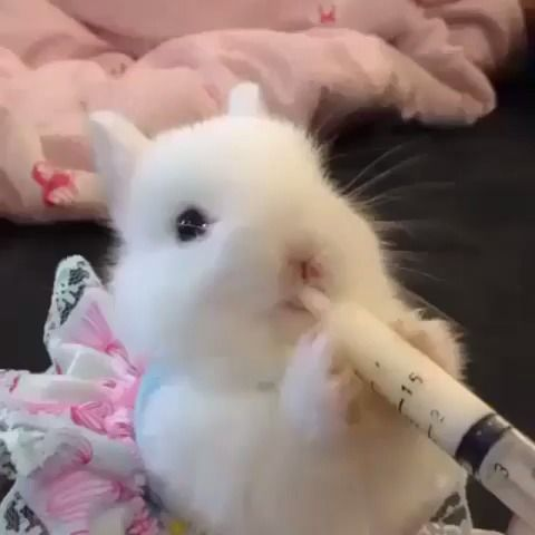 RabbitEveryHour's tweet photo. https://t.co/7h1zAovBSI