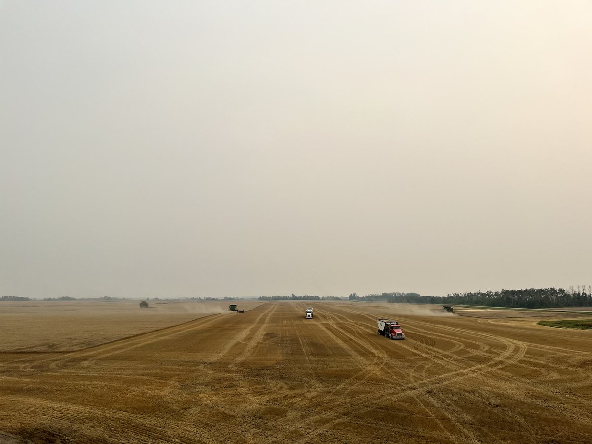 Smoky day combining wheat
#harvest23
#saskag