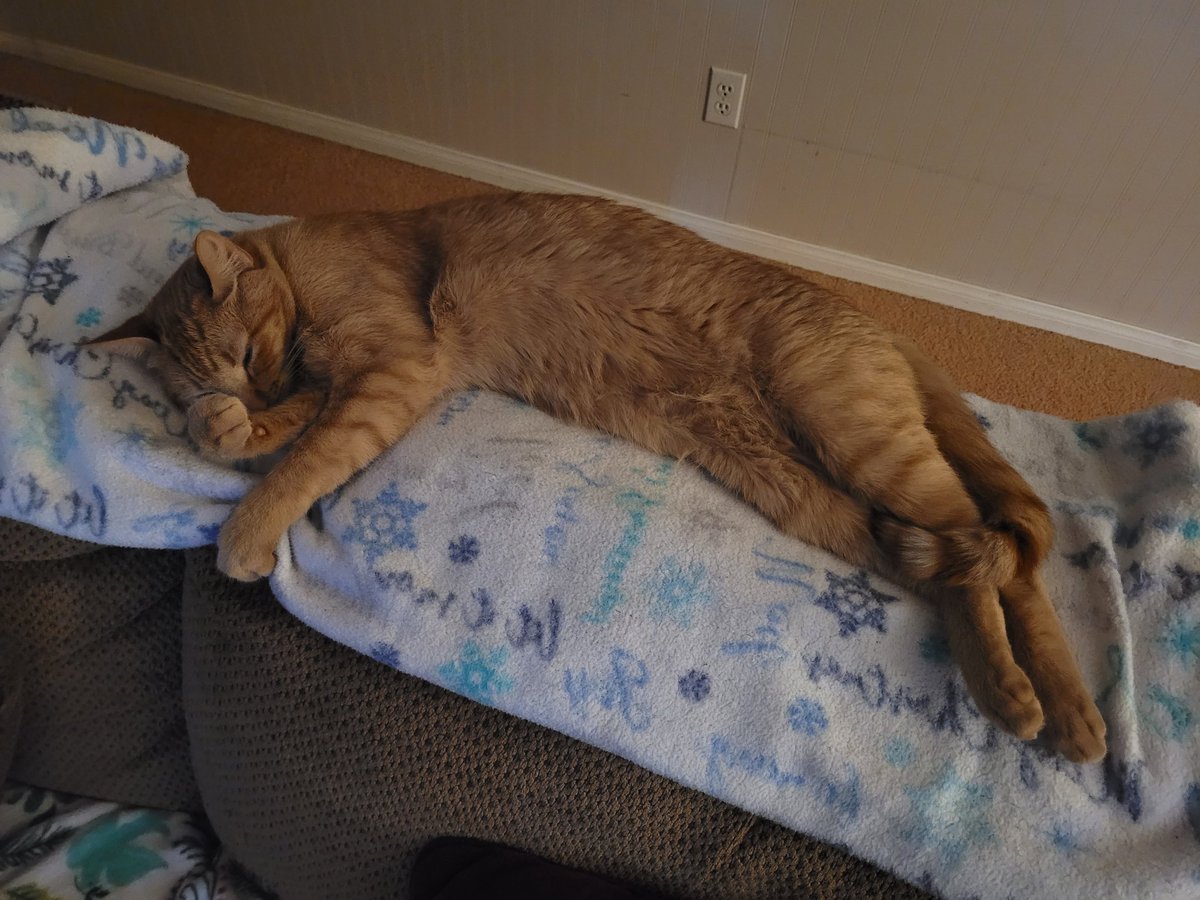 68raine's tweet photo. @LouDPhillips @YMPhillips One of our two fur babies, oh the life. https://t.co/pgV8PYyb9N