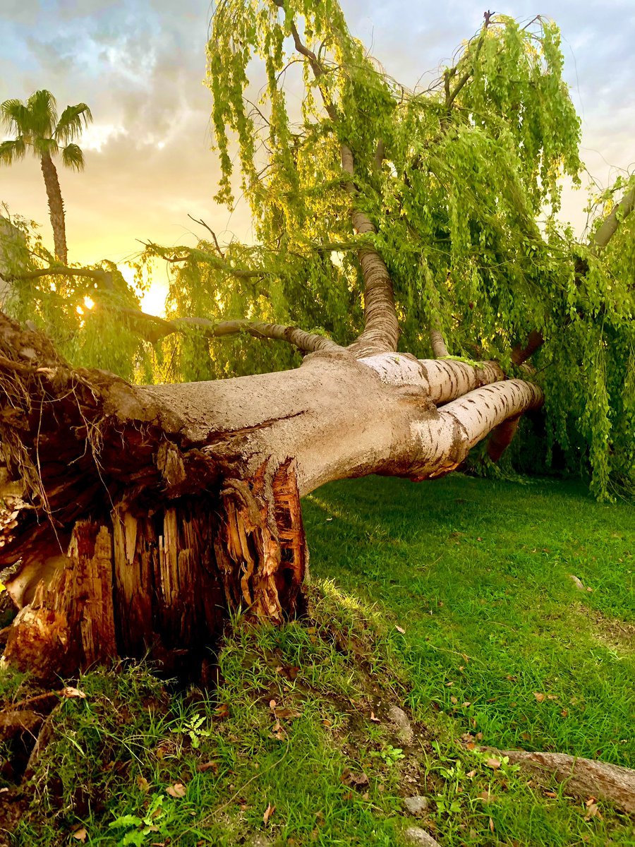 One good rain storm and down goes a tree. Happens all the time in Phoenix.
#Arizona #Arizonastorms #monsoon #fallentree #timber #strongwinds