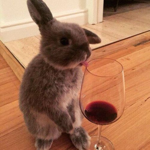 RabbitEveryHour's tweet photo. https://t.co/bIibrKRRT9