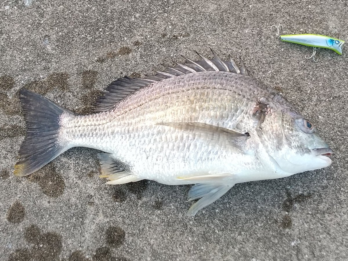 k_nagoro's tweet photo. 9月3日(日)の釣果🎣

今日は活性が高く積極的にチェイス、誤爆多数あり💣️💣️💣️
粘ればまだまだ釣れそうだったが、後ろ髪を引かれながら、奥さまと娘の起床前に帰宅🏡片付け完了🙆

#ガボッツ #マニックフィッシュ 44cm 46cm https://t.co/yZ7X5Eh0Ox