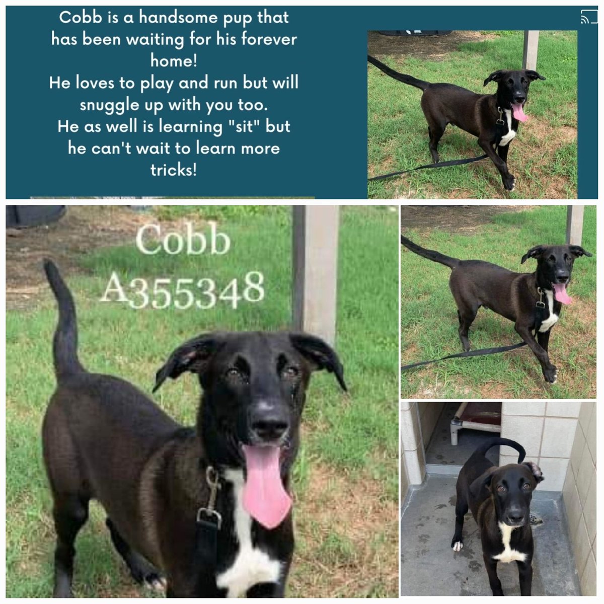 beeleevitonly's tweet photo. 🆘️🚨COBB #A355348 is another of the #BlackDogs on the #ExitDate 9/7 12p 
#CorpusChristiACS seems to have decided black puppies are too much trouble.  There since May, near half his life. 7 mo old &amp; neutered,  very playful #AdoptDontShop #pledgeForRescue RT https://t.co/QsS5twVIJN