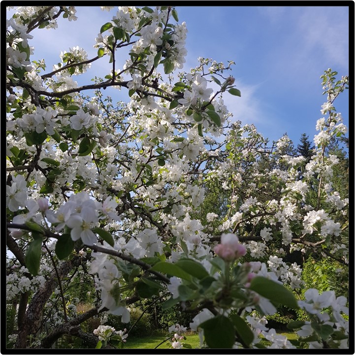 rosieamber1's tweet photo. ๐บEnchanting Gardens: Today We Visit Angela And Her Garden In Finland. #LoveGardening #GardensOfTheWorld
Join us for a virtual garden tour here
https://t.co/11tvosC6bI https://t.co/k7HeLjeSUT