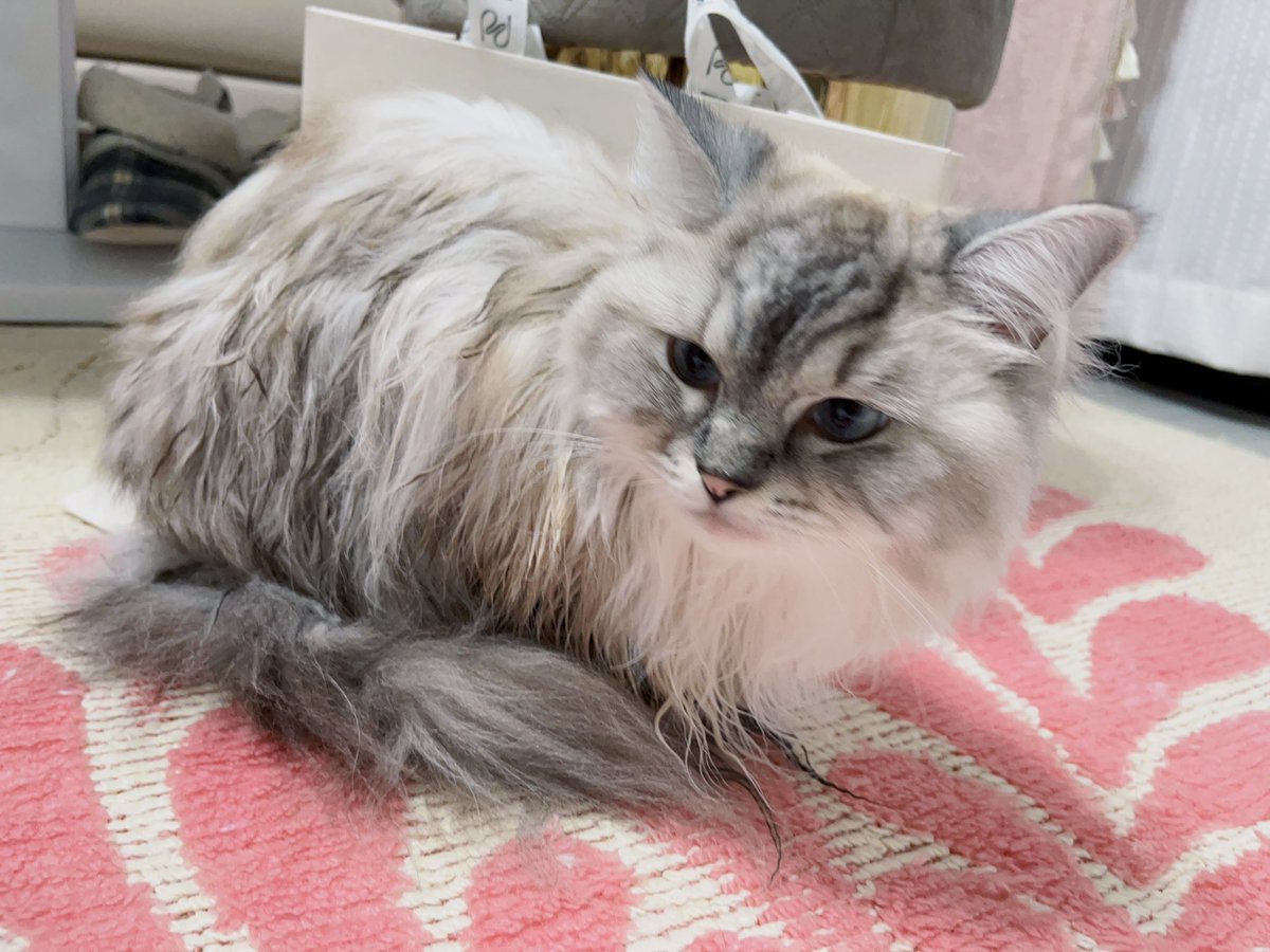 おちりが大変なことになり、深夜に洗われた猫です。旦那氏が帰ってくるまで、お嬢が座った箇所を除菌シート持って拭いてまわりました。ふぅ.....