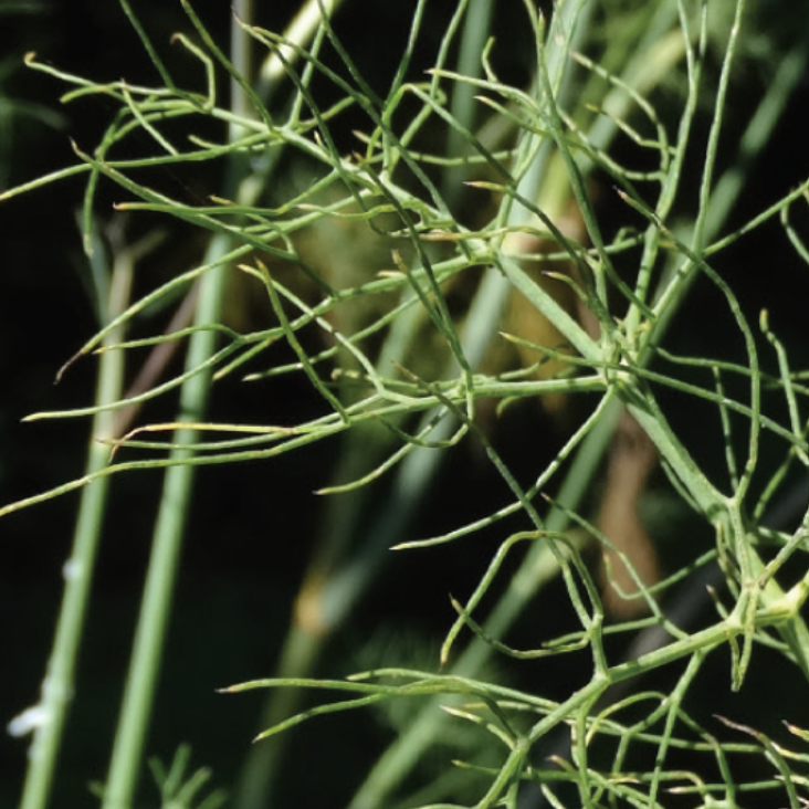 cekulvakfi's tweet photo. #MevsimBitkileri
🌿 #Rezene veya diğer ismiyle #Arapsaçı bitkisinin bilimsel adı “Foeniculum vulgare Miller”dir. Mayıs-eylül aylarında çiçek açar.
Kaynak: Prof. Dr. Ünal Akkemik, İstanbul’un Doğal Bitkileri, ÇEKÜL Yayınları, 2017. https://t.co/UjAE0LLprl