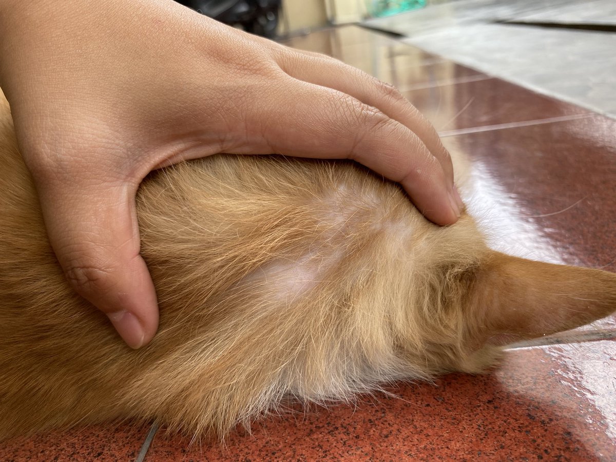 LiloliTOTO's tweet photo. Jadi kucing teras dulu, demi kesehatan bersama

Malah makin sress 🥲 https://t.co/0sNdZH9M4w