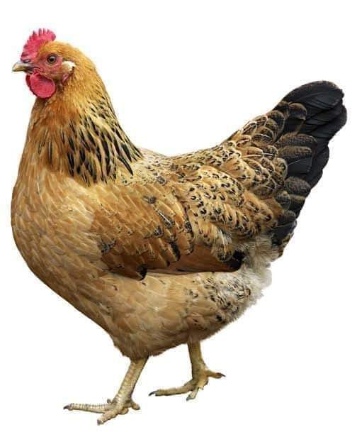 ELEVEN POWERFUL LESSONS TO LEARN FROM A HEN.
                              
✔1. She first lays enough eggs before sitting on them
GOOD PLANNING.

✔2. When she starts sitting on her eggs, she minimizes movements
DISCIPLINE.

✔3. She physically loses weight while sitting on her