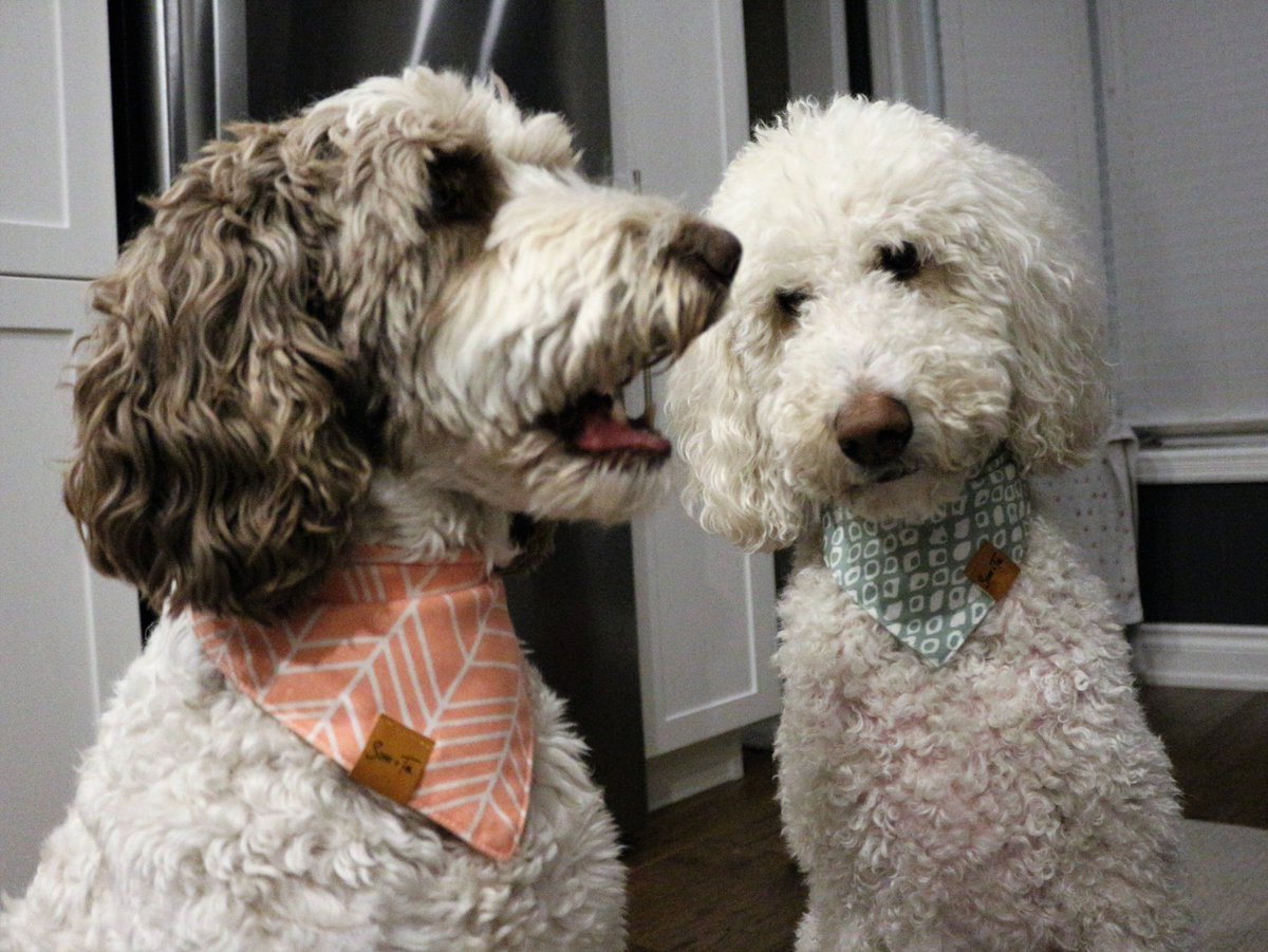 Mom: Hey, what happened to the chicken risotto on the counter?
Macie: shut up Nessa
#CanadianCounterSurfers
#DogsOfX
#DogsOnTwitter
#WhoDoneIt