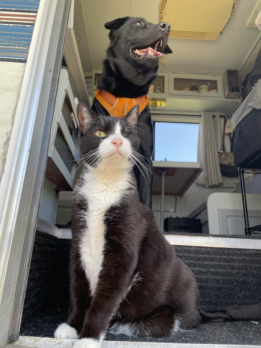 artsymagee's tweet photo. Today marks ✨100 days✨ of living full-time in our RV, Reggie the Rig! 🚐💨

I feel like a complete natural at RV life now, but in case the Universe is listening, an actual home before winter would be lovely! 🤍 https://t.co/1zlm41nOvj