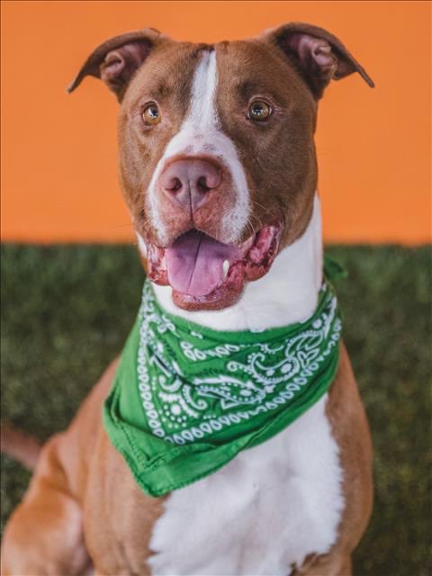 nasrene41's tweet photo. 9/2 #BOLO STILL ALIVE! PLEADING FOR A #FOSTER before @AdoptMiamiPets decides he’s been at the old shelter too long & kills him! Please #SHARE #PLEDGE #RESCUE #ADOPT #MDAS #SaveBOLO #SaveCharlieAct @kionnemcghee @MayorDaniella @SupportPets @BISSELLPets
https://t.co/qVEWeuLdry https://t.co/3UCZ1n7Pu1