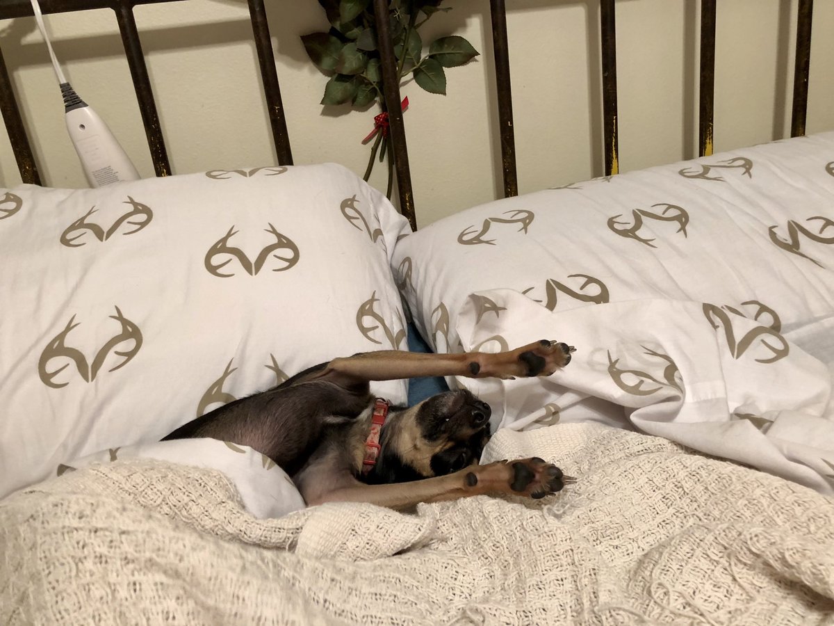 BellasTexasMom's tweet photo. Just living the LaLa life 🐾♥️👑 #dogsoftwitter #chihuahua #chiwhippet #lifeisruff https://t.co/1zNiORjcEq