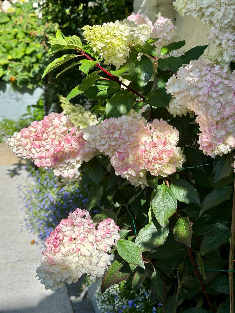 Adam85368955's tweet photo. My backyard garden is in bloom. https://t.co/l9VTJv3VAk