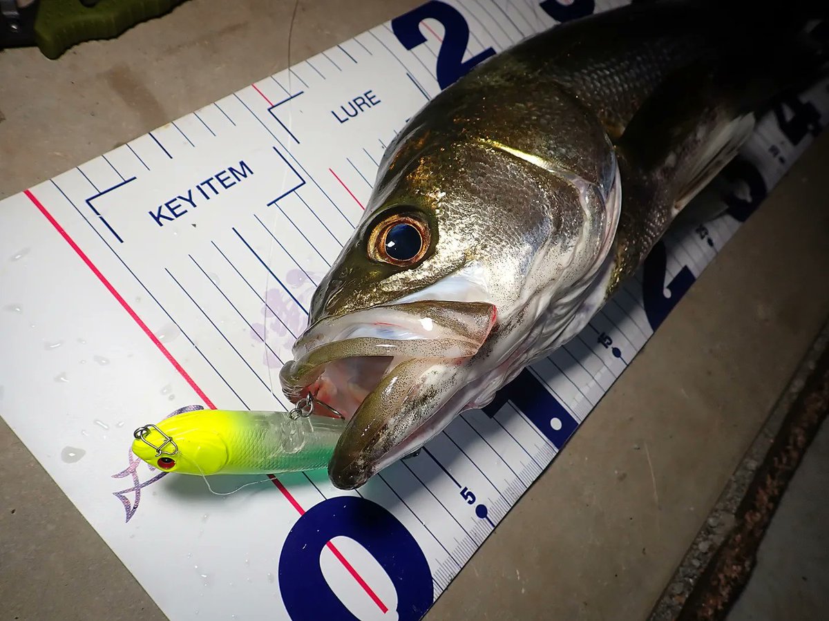 sasametsuribito's tweet image. 最近トップ中毒になりつつある…

sasame-fishing.com/pencil-oshi/

#fimoモニター