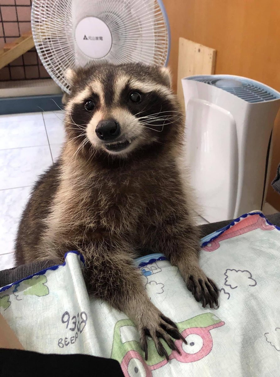 gahxraccoons tweet picture