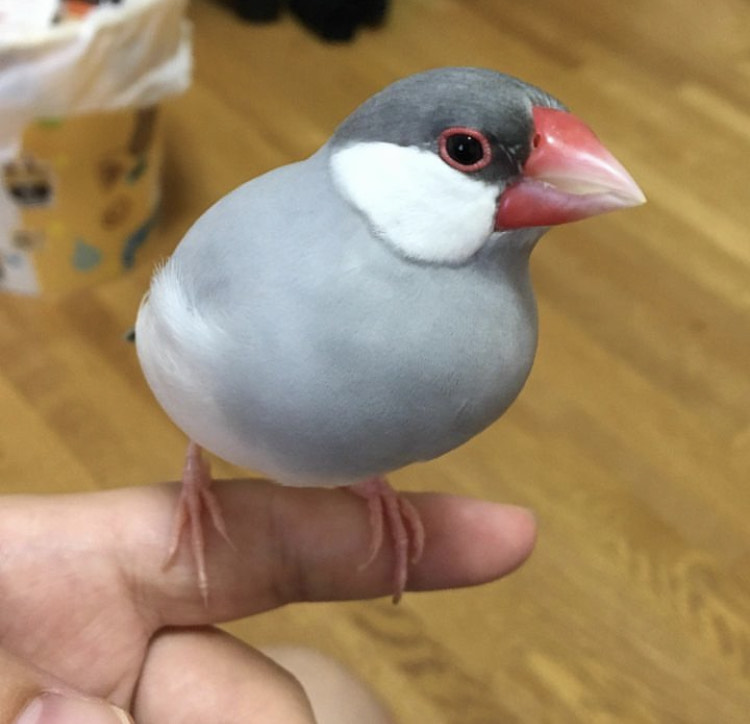 【拡散希望】
シルバー文鳥の迷子情報です

場所：埼玉県北足立郡伊奈町小室
日時：23/09/01 18時半
名前：ぺる
特徴：口笛に反応して「ぴっぴっ」と鳴きます。名前を呼ぶと返事をする

情報お持ちの方、下記までご連絡を
tsubasa0615@gmail.com
情報拡散のご協力お願いします