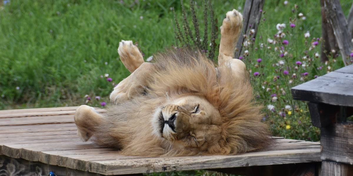Lion Gjoni and all of us in FOUR PAWS wishing all dads a Happy Father's Day! 🧡

Thank you for being there in our lives, and today, take the time to stop, relax, and have an amazing day just like lion Gjoni at our @kosovo_bears. You deserve it! 🦁