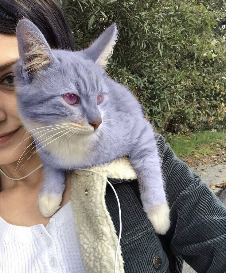 cats that will heal your mental state tweet media