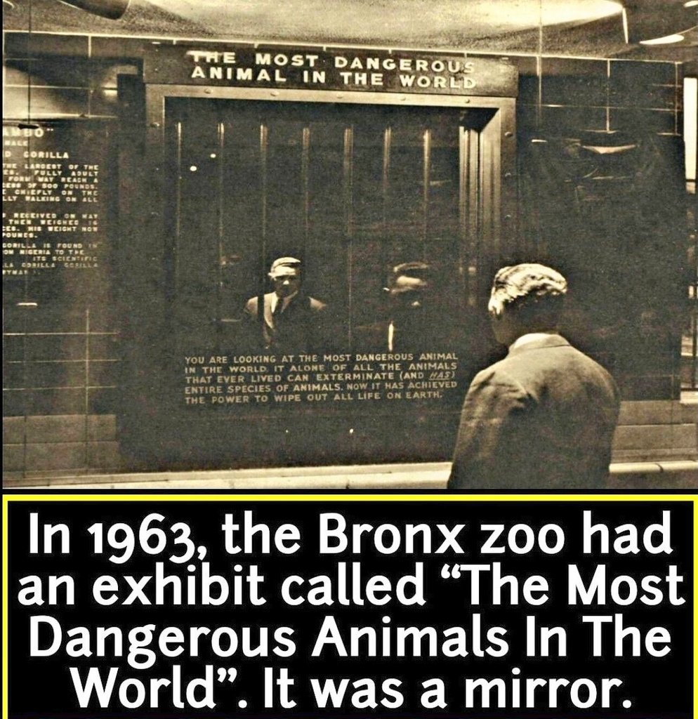 In 1963, the Bronx Zoo showcased an unconventional and thought