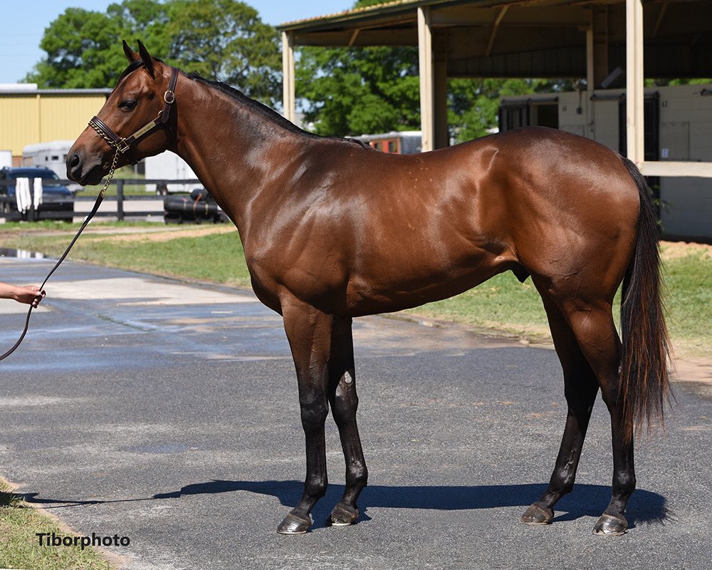 TopLineTBs's tweet image. Arabian Knight ❤️ from a young guy in 2yr old training to a GR1 winner!! So proud of him &amp;amp; congratulations to his many connections @ZedanRacing @MarkCorser1  @BobBaffert @coolmoreamerica  Flavian Prat @OBSSales @DelMarRacing #unclemo