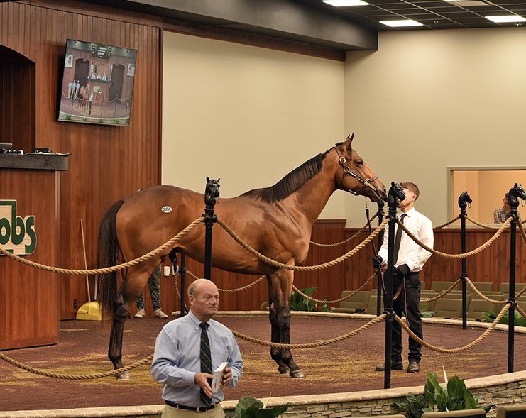 TopLineTBs's tweet image. Arabian Knight ❤️ from a young guy in 2yr old training to a GR1 winner!! So proud of him &amp;amp; congratulations to his many connections @ZedanRacing @MarkCorser1  @BobBaffert @coolmoreamerica  Flavian Prat @OBSSales @DelMarRacing #unclemo