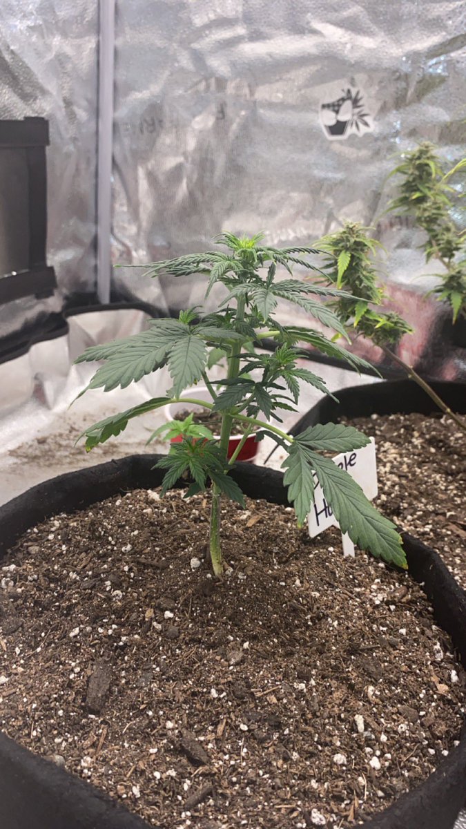 VaGrownExotics's tweet photo. Purple haze auto from @M_Seeds_nl #Canna #Growyourown #Garden #Organicgrow #Autoflower #OGstrain https://t.co/zdLDPYSeHd