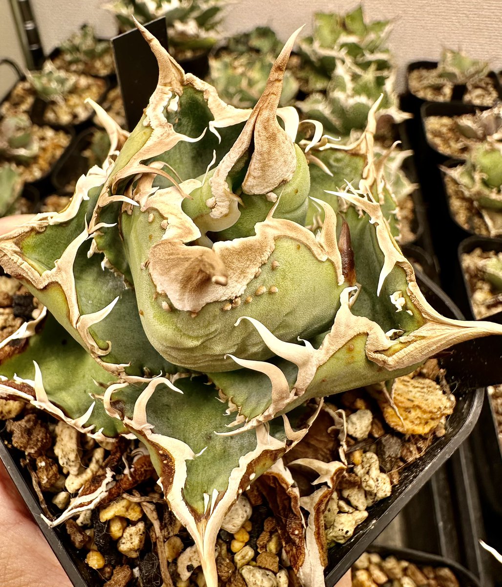 Lucky Summer Agave (@LuckySummerAgv) / Posts / X