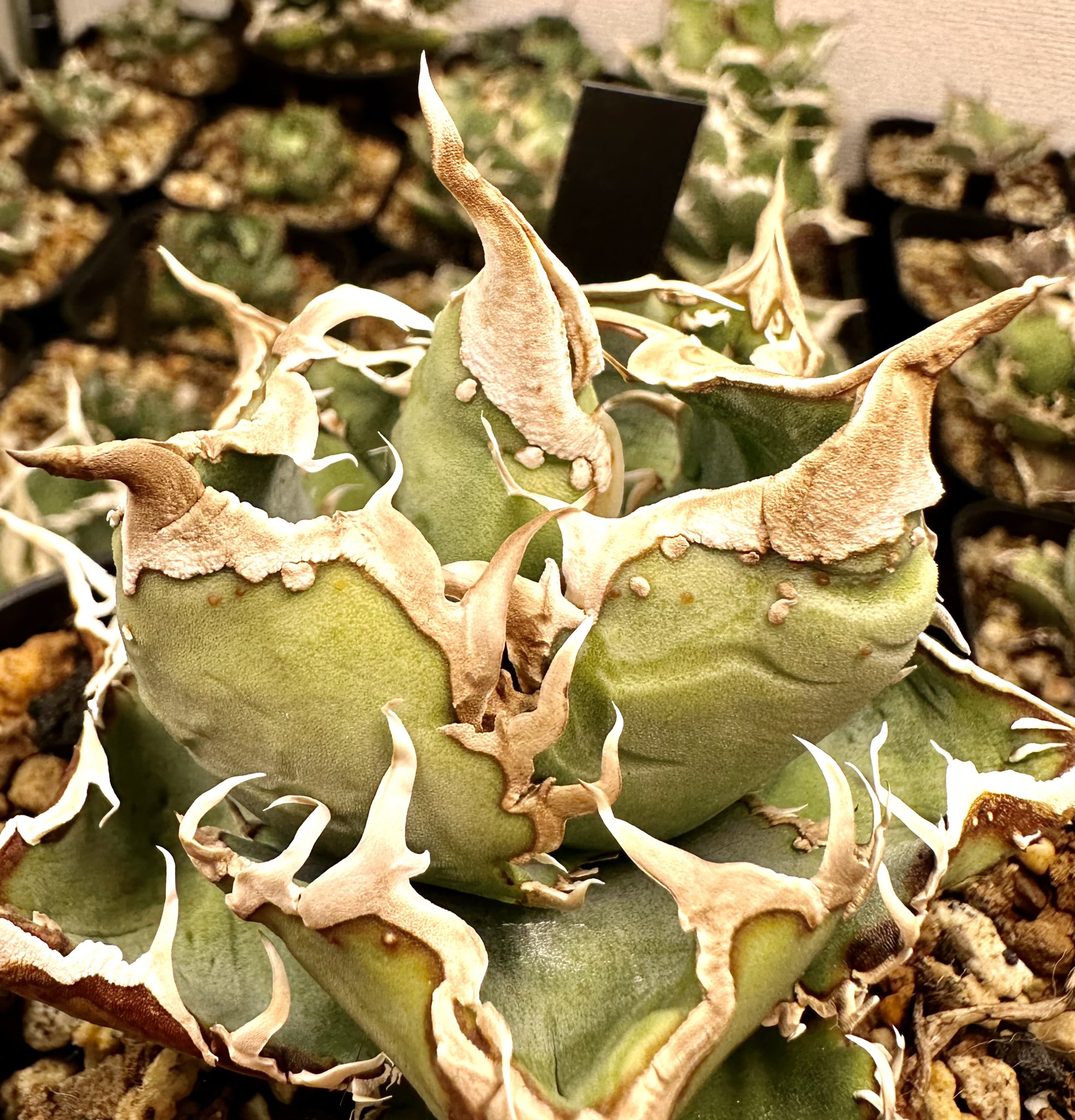 Lucky Summer Agave (@LuckySummerAgv) / X