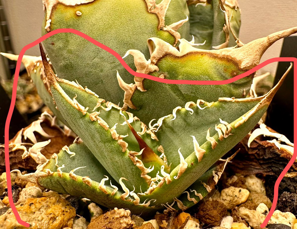 Lucky Summer Agave (@LuckySummerAgv) / X