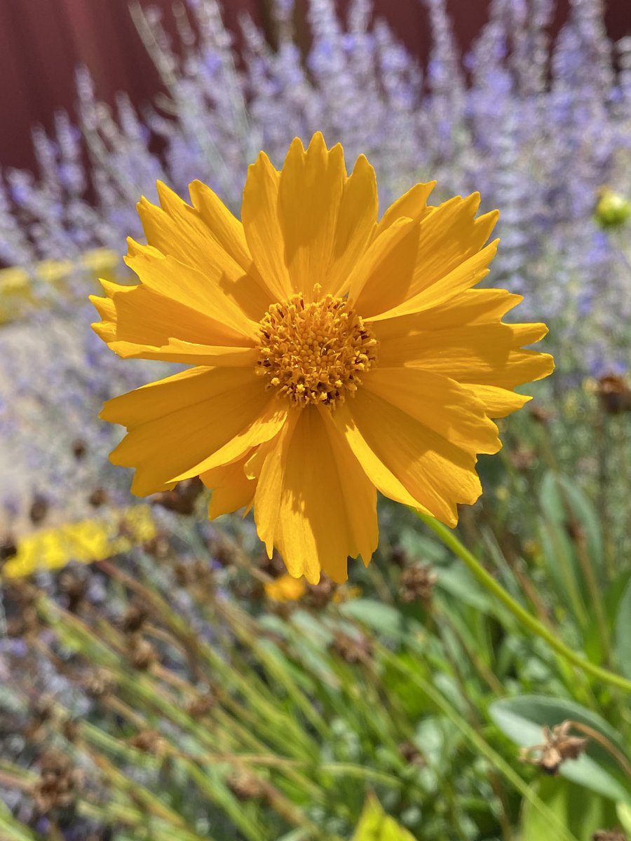 Lanceleaf Tickseed wildflowers to welcome #SundayYellow. #flowers #flowersphotography