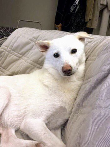 pochitamanote's tweet photo. 9/1 ⚠️札幌市手稲区迷子犬⚠️

札幌市手稲区でヤーナくんが迷子です。
見かけた方、保護された方は
以下までご連絡ください。

011-686-0110（手稲警察署）
090-7058-0226（飼い主様）

※各SNSより情報整理させていただいております。 https://t.co/rCjFtIDHOO