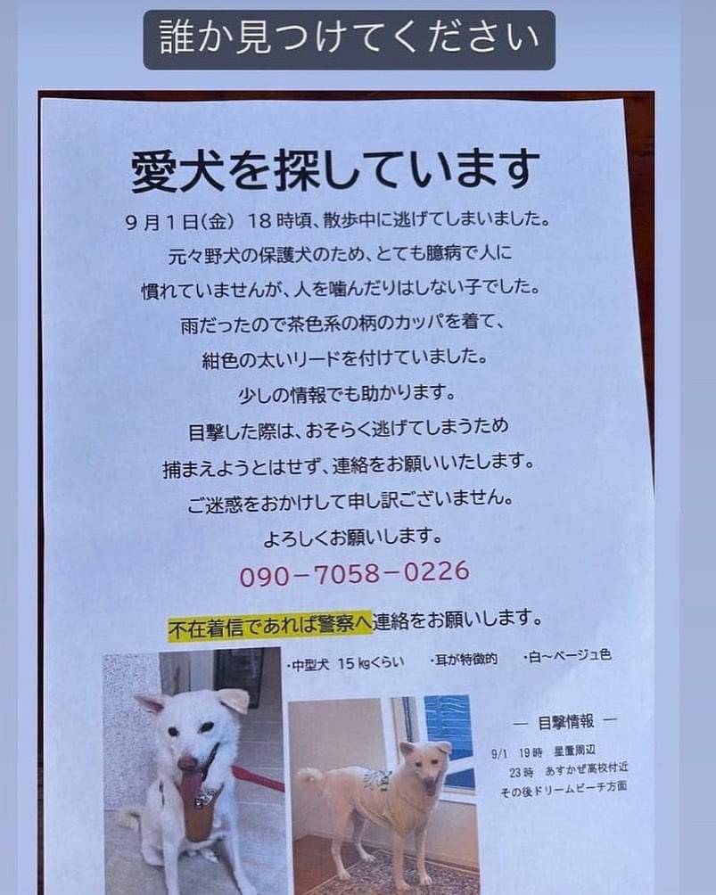 pochitamanote's tweet photo. 9/1 ⚠️札幌市手稲区迷子犬⚠️

札幌市手稲区でヤーナくんが迷子です。
見かけた方、保護された方は
以下までご連絡ください。

011-686-0110（手稲警察署）
090-7058-0226（飼い主様）

※各SNSより情報整理させていただいております。 https://t.co/rCjFtIDHOO
