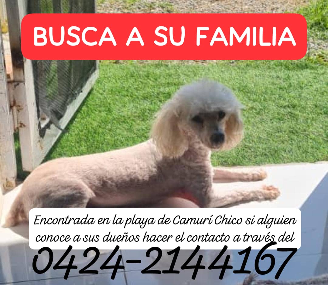 PerroUsuario's tweet photo. EXTRAVIADA RT @anakarinini: camuri chico Vargas. https://t.co/ooJYosiUt4