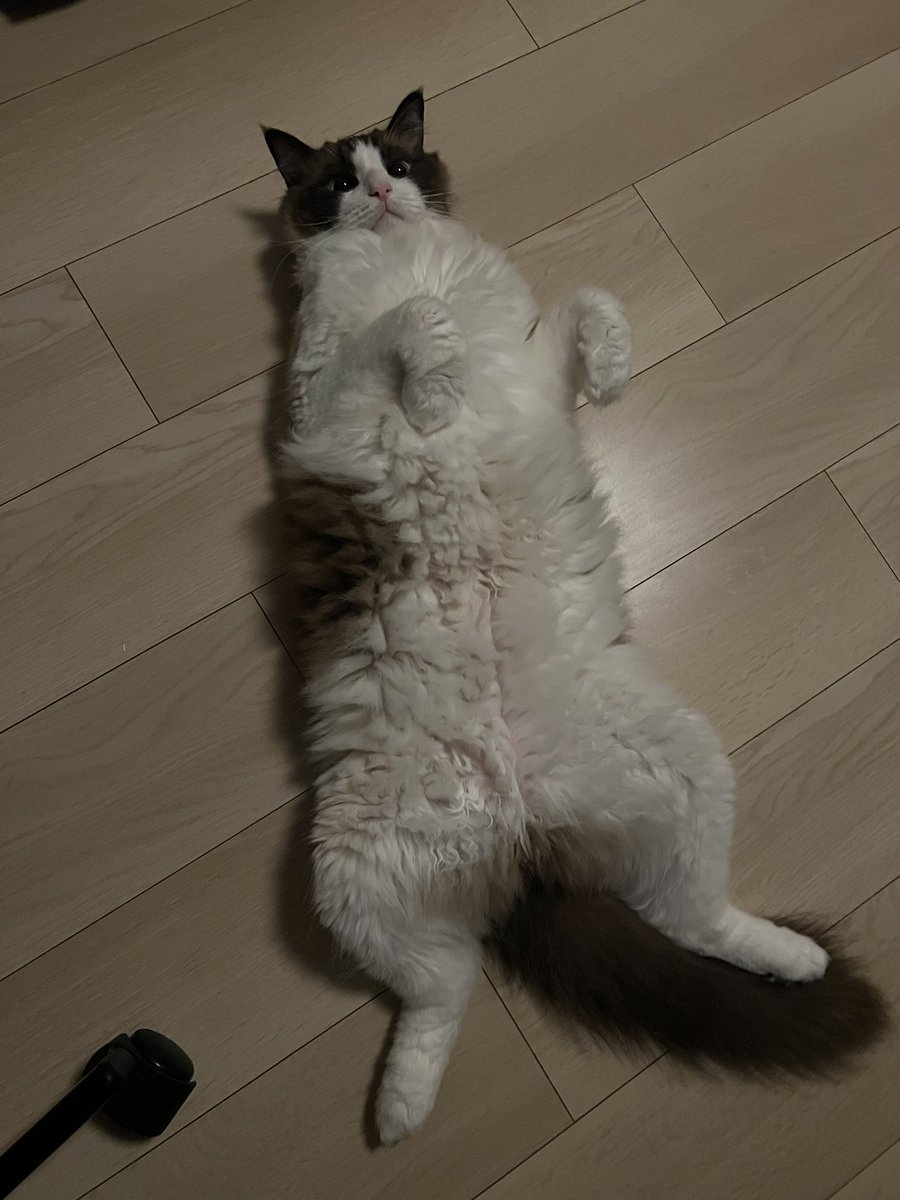 もっちりミラ (@nekonomilla) on Twitter photo 