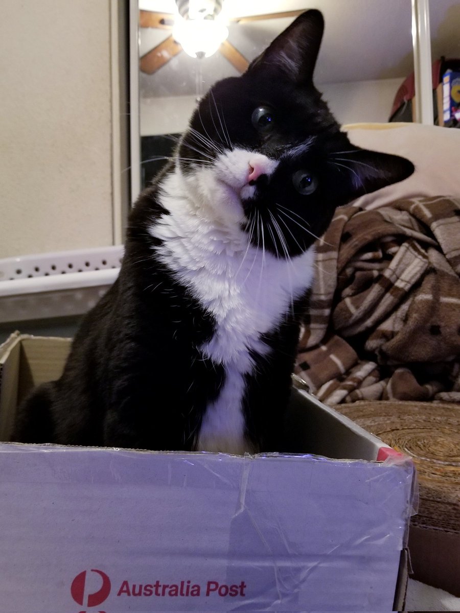 Purrder's tweet photo. Your parcel has arrived. Do you accempt? https://t.co/pCZVZ2rJjg
