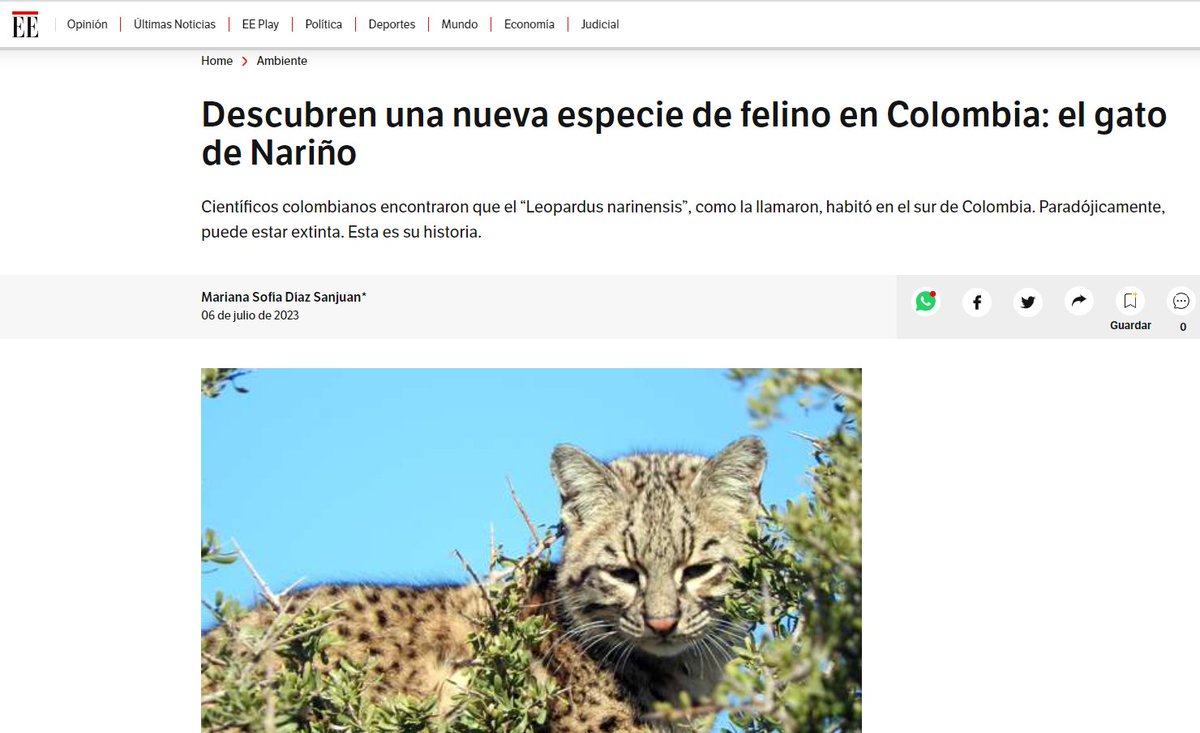 Ojo pues a esta historia que les traemos hoy en <a href="/elespectador/">El Espectador</a>:

Hace unas semanas fue noticia el descubrimiento de una nueva especie de felino en 🇨🇴
Esta fue la nota que salió en El Espectador, por ejemplo.

Bueno, podría ser una historia de “gato por liebre”.
Va 🧵