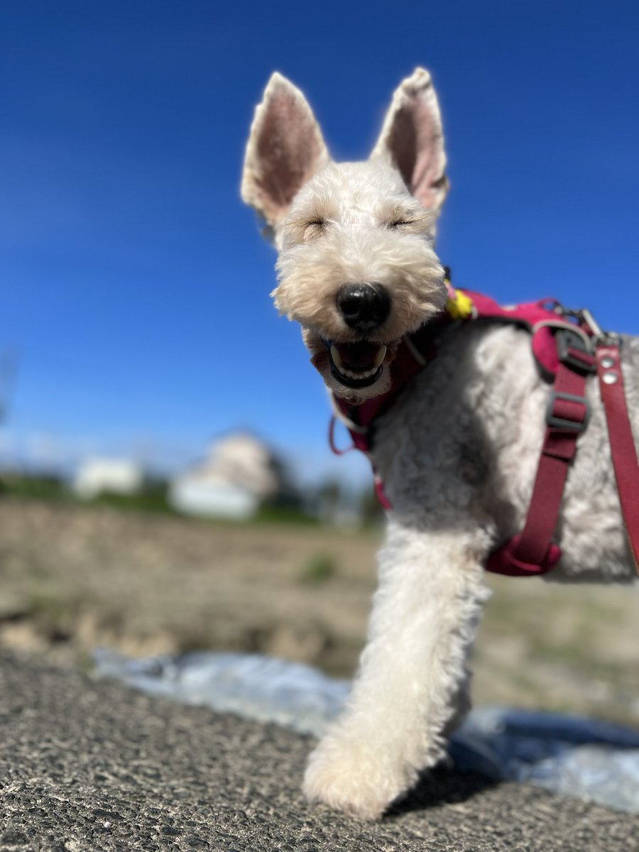 ご機嫌だぜ🐶

 #wirefoxterrier
 #保護犬
 #ワイヤーフォックステリア