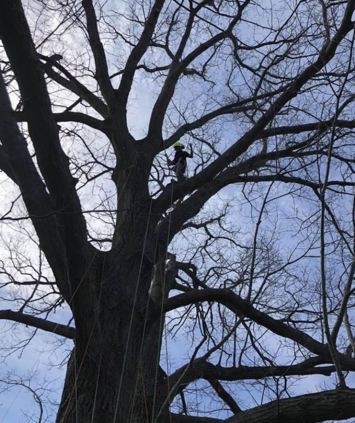 ssplowman's tweet photo. @AudacityofGoats My daughter is a woman arborist. Badass! https://t.co/VxpVWTJoIp