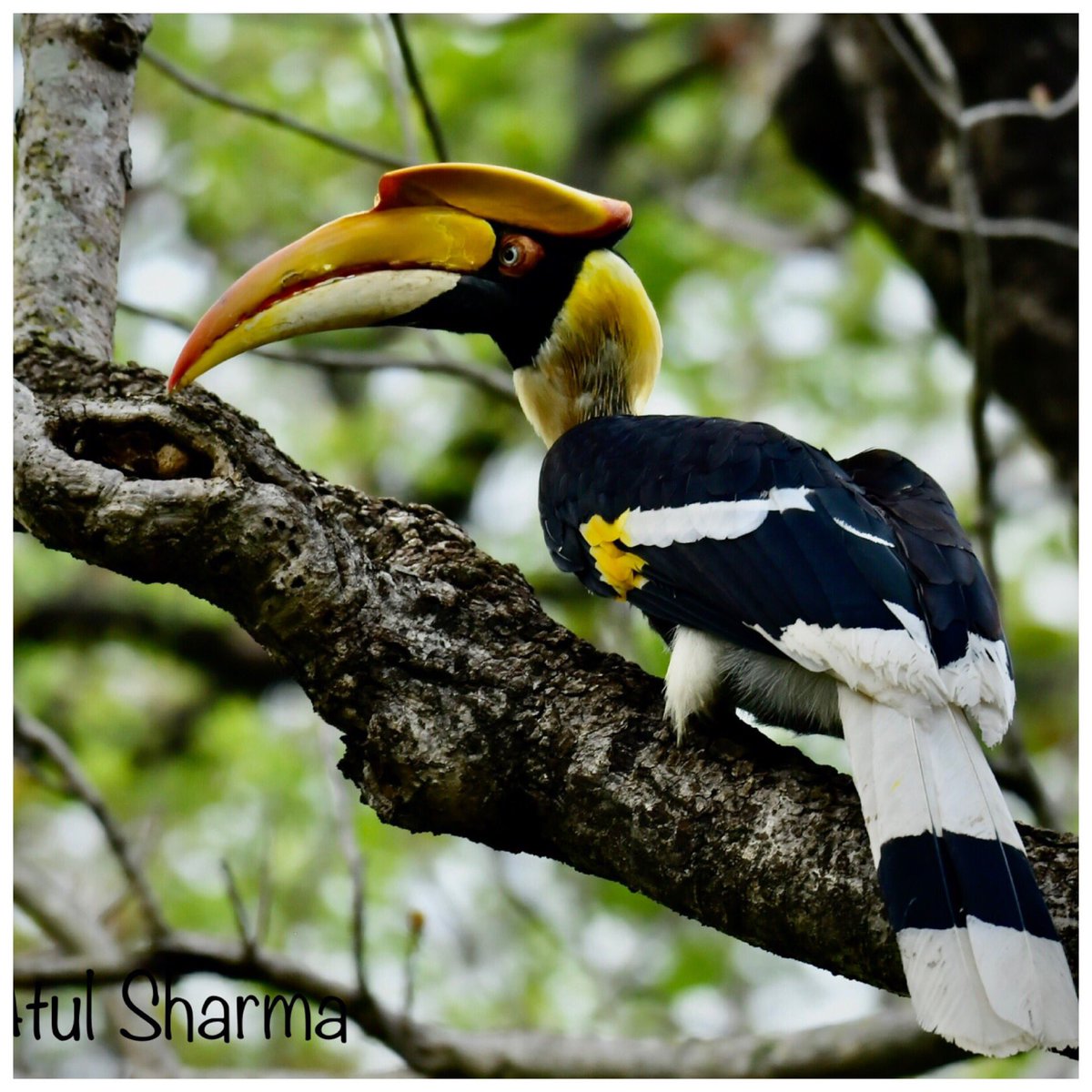 Atul1212's tweet photo. Greater Hornbill at Jim Corbett NP #MyBirdPic @Indies @WWFINDIA #ThePhotoHour #PhotoOfTheDay @WildlifeMag #IndiAves #IndiWild #TwitterNatureCommunity #Nikonindiaofficial #unoitsmi #BBCWildlifePOTD #BirdsSeenIn2023 @Bhrigzz #Birding @KB1997_ #BBCwild @SaevusWildlife @pnkjshm https://t.co/AG6KRq8h05