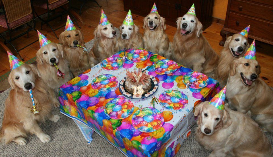 Happy Birthday to Us !!!

#dogvaly #cutedogs #doglover #dogleash #dogloversofinstagram #dogloversclub #dogloves #dogfunny #dogharness #dogcollar #petplanet #petlove #lovepet #loveanimals #lovelyPets