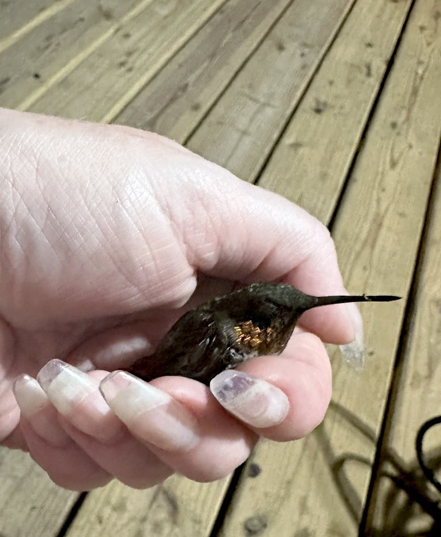 botswithsocks's tweet image. This sweet little fella got into my laundry room the other night. He’s ok and is back buzzing around the feeders. They’re so sweet and tiny though!!