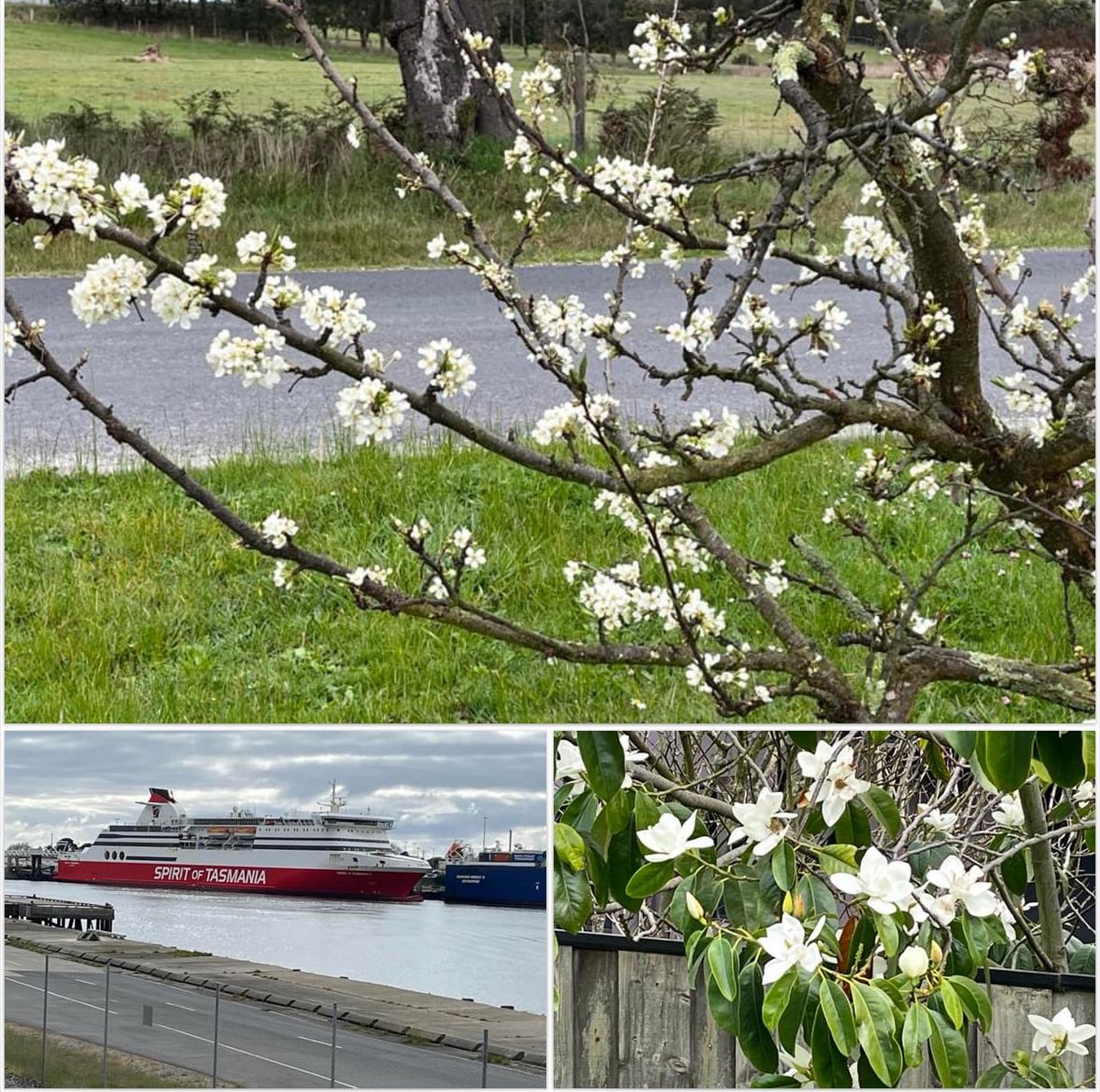 JudithClarke54's tweet photo. Long run done not too much sunshine today but still not cold found some spring flowers & the Spirit of Tasmania was in dock won’t be long till the new boats arrive& the new dock further up the river is open #RAV23 #enjoyyourday #keepsafe #32k https://t.co/bC8dKimVTk