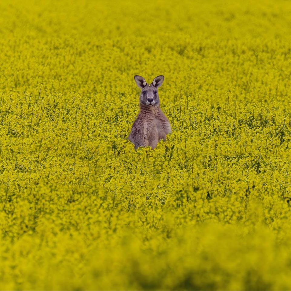 I spy...  👀🦘 in a sea of yellow canola in Point Wilson, west of Melbourne on the way to Geelong.

📍 Wadawurrung country
📷 via IG/jasonshack_photography