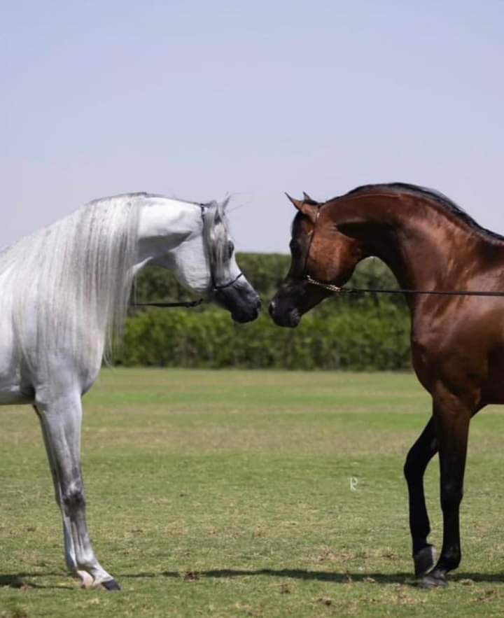 سأبقي احبك حتي يشاء الله ان يجمعنا سوياً ❤️
I will Love You Untill God Wants To Bring Us Together ❤️