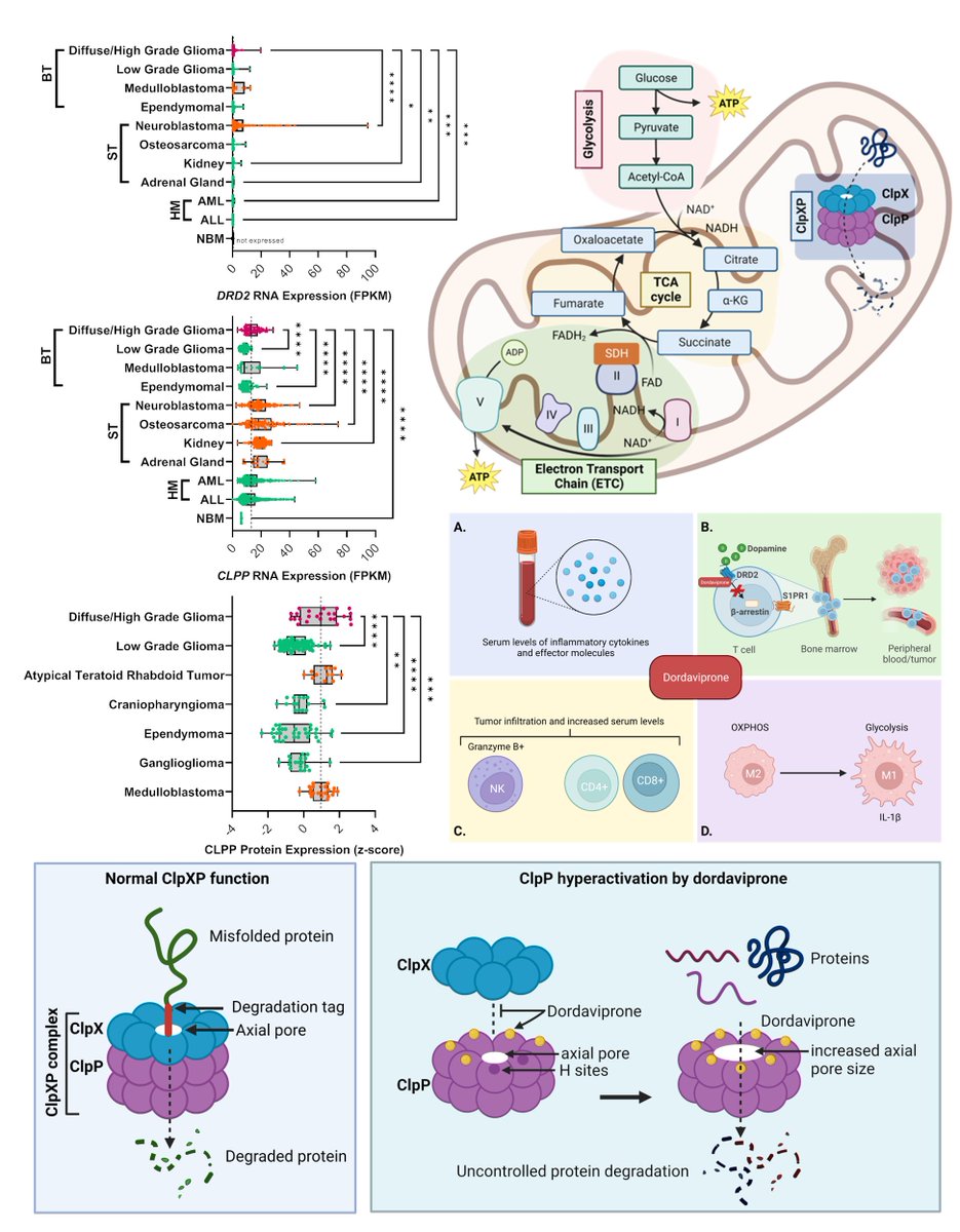 Diffuse midline glioma #DMG is uniformly fatal &amp; the leading killer of kids
Currently it lacks approved treatments other than radiotherapy
Dordaviprone #ONC201 shows a prelim benefit for #DIPG patients, by why?
Here we summarise it's mechanisms to show why
shorturl.at/gBJT1